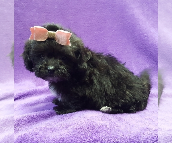Medium Photo #15 ShihPoo Puppy For Sale in BUFFALO, MO, USA