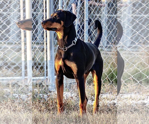 Medium Photo #3 Doberman Pinscher Puppy For Sale in Devine, TX, USA