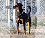 Small #2 Doberman Pinscher