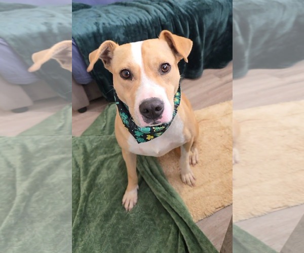 Medium Photo #3 Mutt Puppy For Sale in Rockaway, NJ, USA