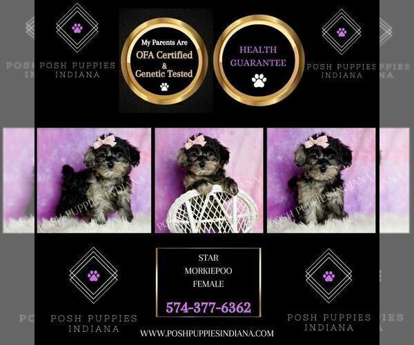 Medium Photo #6 Morkie Puppy For Sale in WARSAW, IN, USA