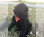 Small Photo #10 Labradoodle-Poodle (Standard) Mix Puppy For Sale in EMMITSBURG, MD, USA