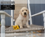 Puppy Orange Collar Golden Retriever