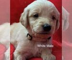 Small Photo #6 Goldendoodle Puppy For Sale in PORTSMOUTH, OH, USA