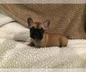French Bulldog Puppy for sale in ORO VALLEY, AZ, USA