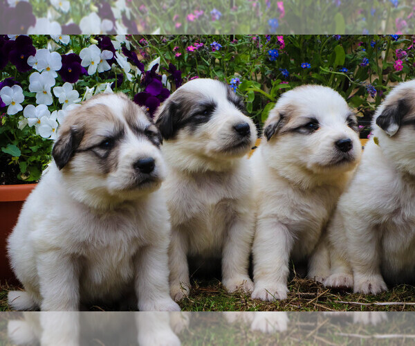 Medium Photo #20 Great Pyrenees Puppy For Sale in TOWNSEND, MA, USA