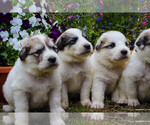 Small Photo #20 Great Pyrenees Puppy For Sale in TOWNSEND, MA, USA