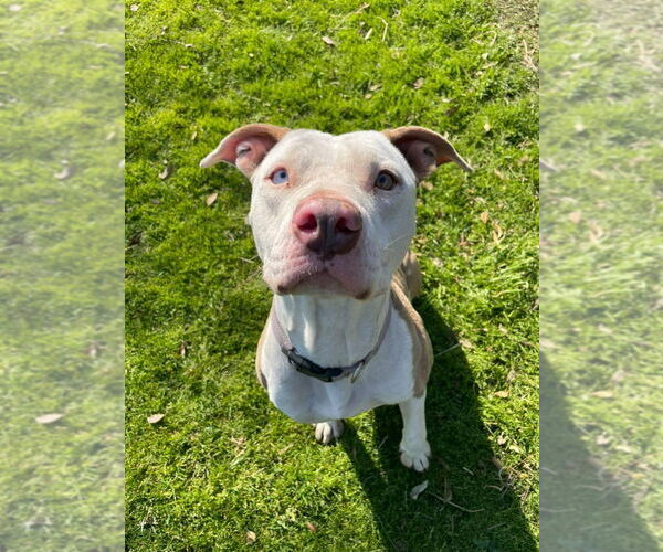 Medium Photo #24 American Staffordshire Terrier-Unknown Mix Puppy For Sale in Lake Forest, CA, USA