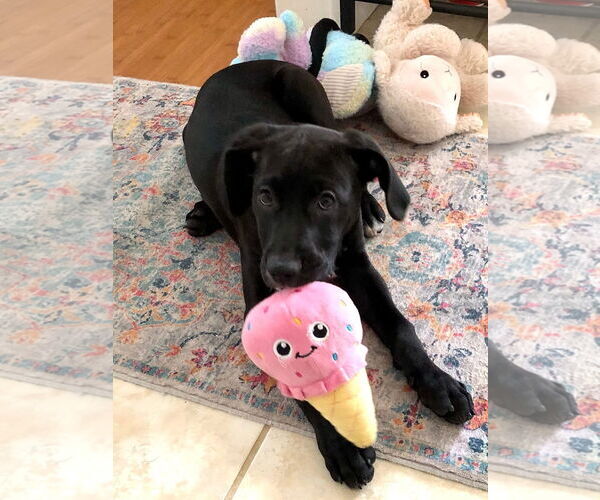 Medium Photo #5 Labrador Retriever-Unknown Mix Puppy For Sale in Hillsboro, MO, USA