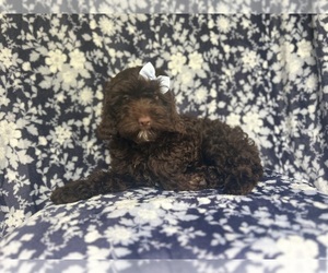 Cock-A-Poo Puppy for sale in LAKELAND, FL, USA