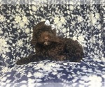 Small Cock-A-Poo