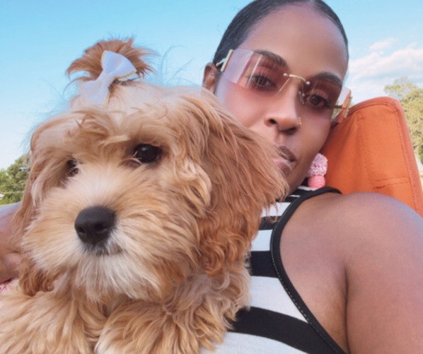 Medium Photo #5 Cock-A-Poo Puppy For Sale in WHITE PLAINS, MD, USA