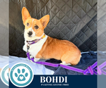 Small #1 Pembroke Welsh Corgi
