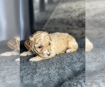 Puppy Max Poodle (Toy)