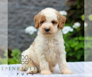 Poodle (Miniature) Puppy for sale in LEOLA, PA, USA