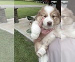 Small #5 Australian Shepherd