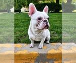 Howlite - Male French Bulldog Puppy for Sale - Small photo