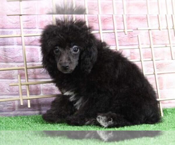 Medium Photo #2 Poodle (Miniature) Puppy For Sale in BEL AIR, MD, USA