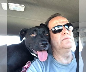 OREO - Female Labrador Retriever-Unknown Mix Dog for Adoption - Photo #6