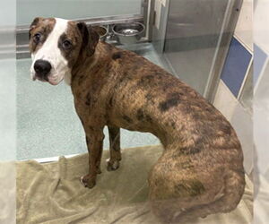 American Pit Bull Terrier-Unknown Mix Dogs for adoption in Plano, TX, USA