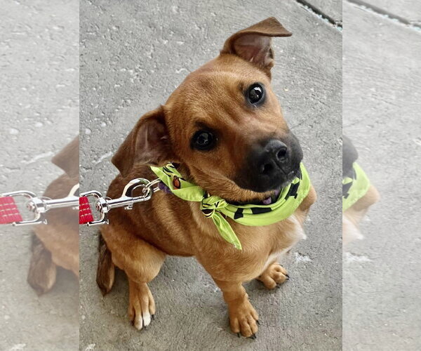 Medium Photo #8 Mountain Cur-Unknown Mix Puppy For Sale in Mount Laurel, NJ, USA