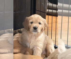 Medium Double Doodle