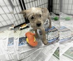 Small #1 Poodle (Miniature)-Red Heeler Mix
