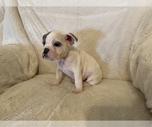 English Bulldog Puppy for sale in GRANBURY, TX, USA