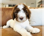 Puppy Moses Goldendoodle