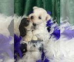 Small #5 Maltese