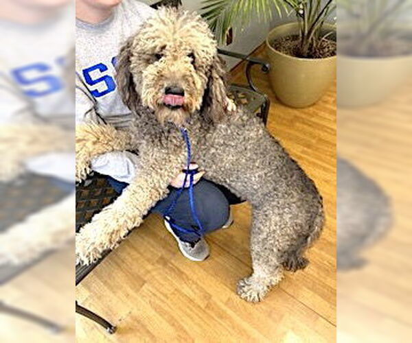 Medium Photo #3 Labradoodle Puppy For Sale in Mount Airy, NC, USA