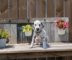 Small #2 Dalmatian