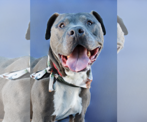 Mutt Dogs for adoption in Pasadena, CA, USA