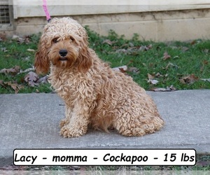 Mother of the Cockapoo (Miniature) puppies born on 06/17/2026