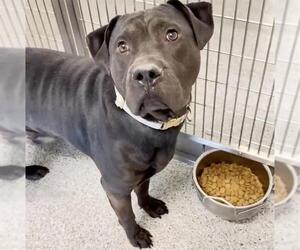 Mutt Dogs for adoption in Houston, TX, USA