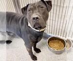 A663261 - Male Mutt Dog for Adoption - Small photo