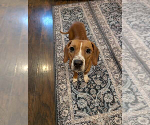 Medium Photo #6 Beagle-Unknown Mix Puppy For Sale in Shermans Dale, PA, USA