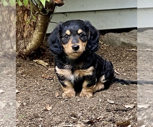 Dachshund Puppy for Sale in COCHRANTON, Pennsylvania USA