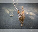 Small #4 Chihuahua