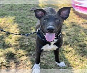 Labrador Retriever-Unknown Mix Dogs for adoption in Conroe, TX, USA