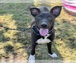 Small Labrador Retriever Mix
