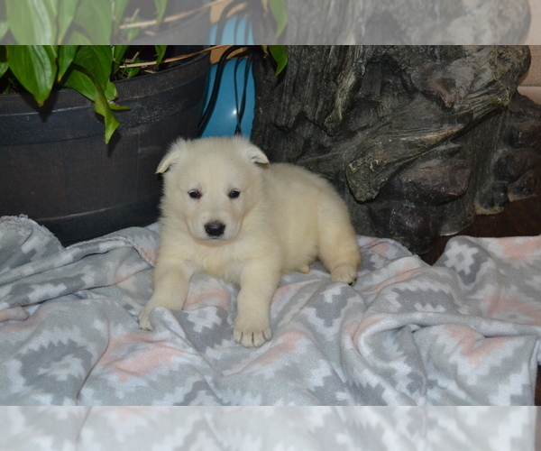Medium Photo #3 German Shepherd Dog Puppy For Sale in GREENWOOD, WI, USA