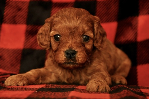 Medium Photo #10 Cavapoo Puppy For Sale in PHOENIX, AZ, USA
