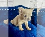 Small #30 French Bulldog