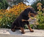 Small #6 Rottweiler