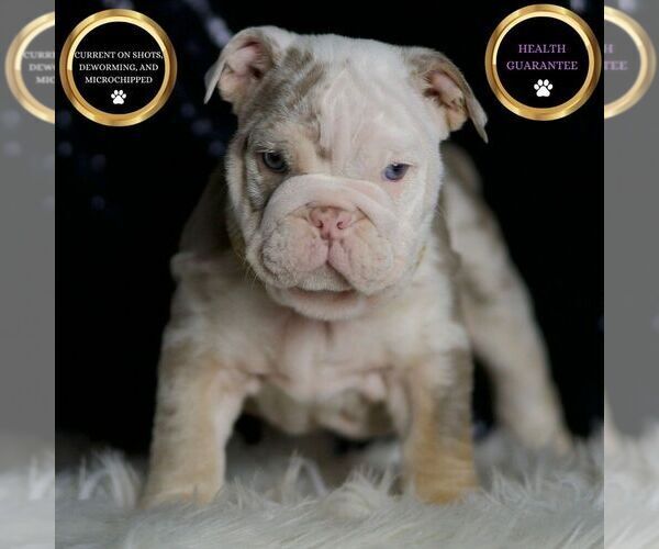 Medium Photo #1 English Bulldog Puppy For Sale in WARSAW, IN, USA