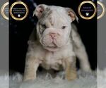 Puppy Rolls English Bulldog