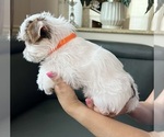 Puppy 2 Yorkshire Terrier