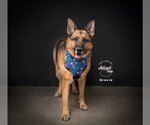 Small #13 German Shepherd Dog