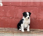 Puppy Puppy 3 Miniature Australian Shepherd
